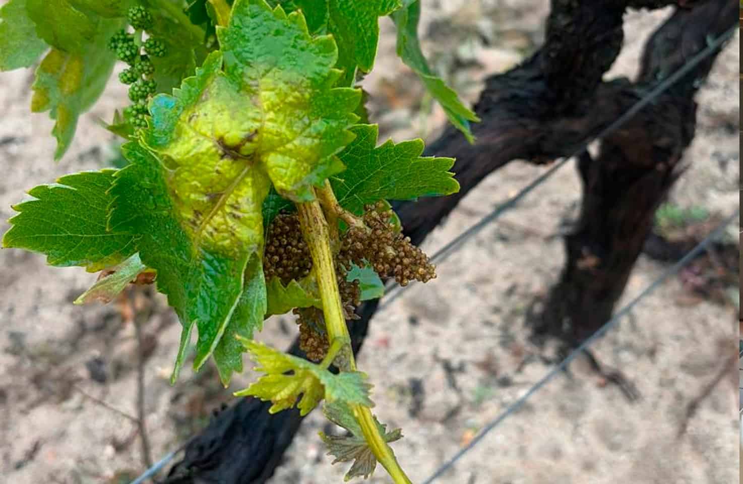 Viñedo afectado por el hongo mildiu.